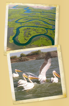mangrove plicans
